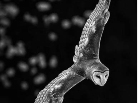 Events Destination Dawsonville