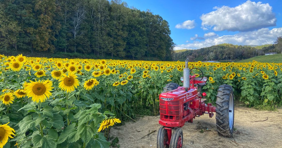 Fausett Farms Sunflowers Destination Dawsonville